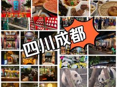-成都大熊猫繁育研究基地
