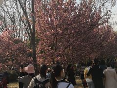 -西安青龙寺遗址景区