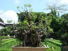 盆景-东莞市可园博物馆