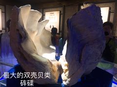 -贝壳梦幻世界