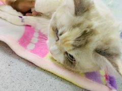 -达爱动物医院·犬猫分区·CT·复杂眼科(远洋山水分院)