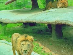 -北京野生动物园