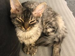 -米宠家·撸猫猫咖小萌宠·猫咪洗澡·猫咪寄养(高新大都荟店)