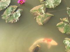 -大湾区中央湿地公园