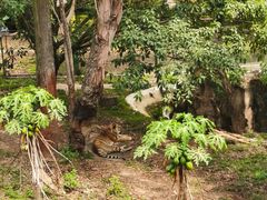 -深圳野生动物园