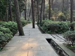 -铁山坪森林公园