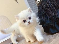 -欣宠猫屋·矮脚拿破仑·蓝金金渐层