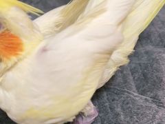 -瑞派·关忠动物医院·异宠专科·犬猫肿瘤·皮肤专科(望京店)