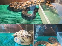 -上海大自然野生昆虫馆