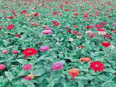 -中国香山·寿香谷