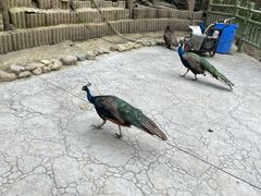 -栾川竹海野生动物园
