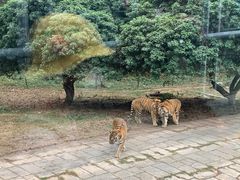 -深圳野生动物园