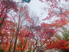 -秋霞圃