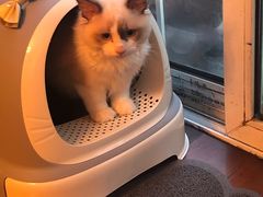 -东方名猫馆·英短金渐层布偶猫舍(环线广场1号楼店)