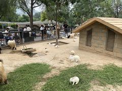 -石家庄市动物园