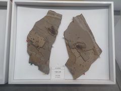 -青岛市博物馆