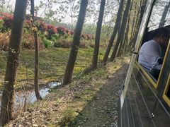 -合肥滨湖国家森林公园