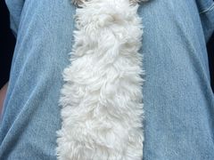 -翊宠yipet猫狗购宠庄园犬舍•猫舍