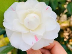 -杭州植物园