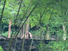 -都江堰中华大熊猫苑