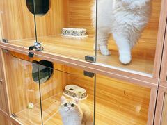 -猫十亿·布偶金渐层·曼基康矮脚猫舍(青年路店)