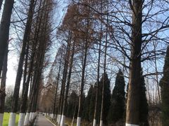 -合肥滨湖国家森林公园