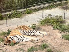 -上海野生动物园