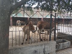 -保定市动物园