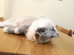 -滚猫咖啡·猫咖·猫友好撸猫(未来城店)