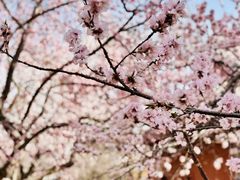 -桃花堤公园