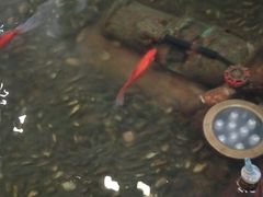 -碧中海汤泉汗蒸酒店