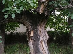 -鲁土司衙门旧址