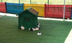 -萌宠亲子动物乐园(槐房万达店)