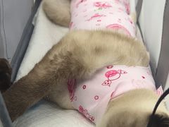 -纳吉亚猫专科动物诊疗中心(蒋宅口分院)