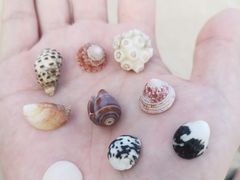 -贝壳沙滩