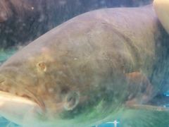 -姜君·千岛湖鱼头馆(浦东大道店)