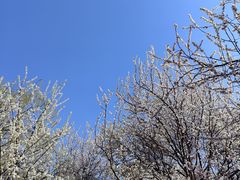 -桃花堤公园