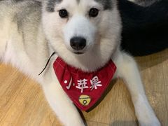 -Husky Go! 哈士奇体验馆·宠物咖啡厅狗咖