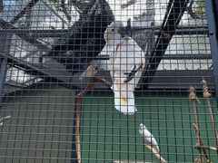 -新加坡飞禽公园