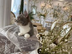 -共舞时光猫咖·狗咖(新街口店)