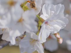 -上海辰山植物园