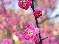 -杭州植物园