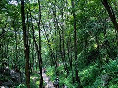 -王顺山国家森林公园