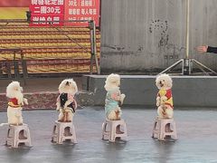 -石家庄市动物园