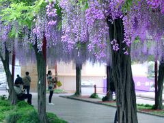 -嘉定紫藤园