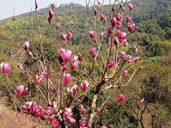 -桃花涧