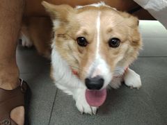 -联合动物医院(光谷诊疗中心)