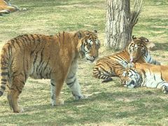 -北京野生动物园