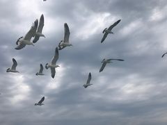 -海驴岛(荣成市)