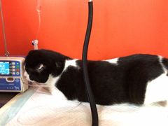 -瑞派福兴宠物医院犬猫全科·骨科·中西医结合(河东店)